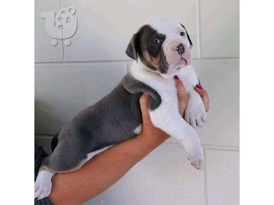 PoulaTo: Pitbull